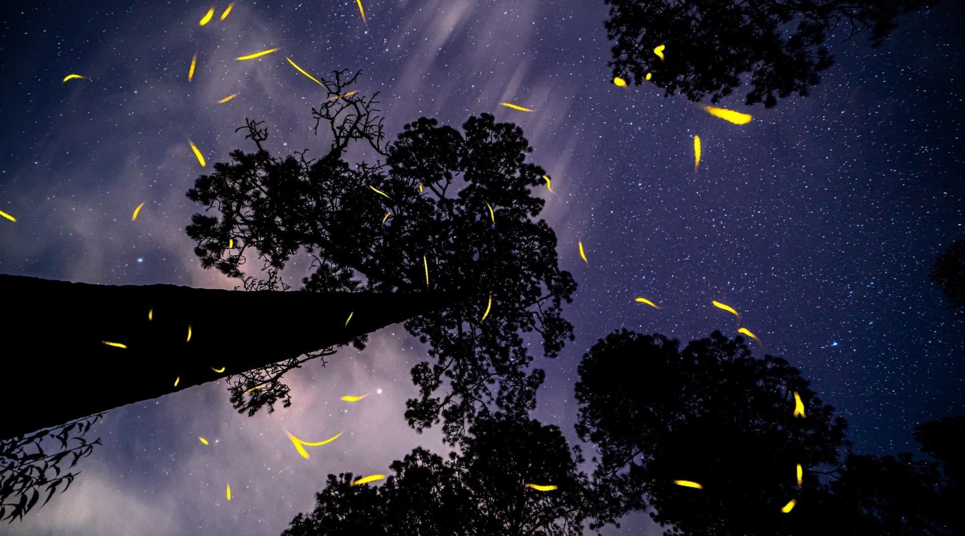 Canto del bosque Santuario de las Luciérnagas, Tlaxcala