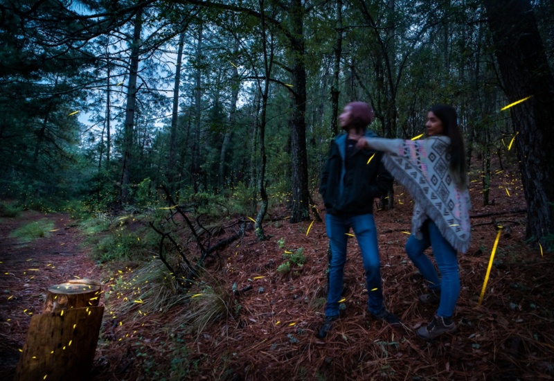 Ecoturismo Tlaxcala Luciernagas