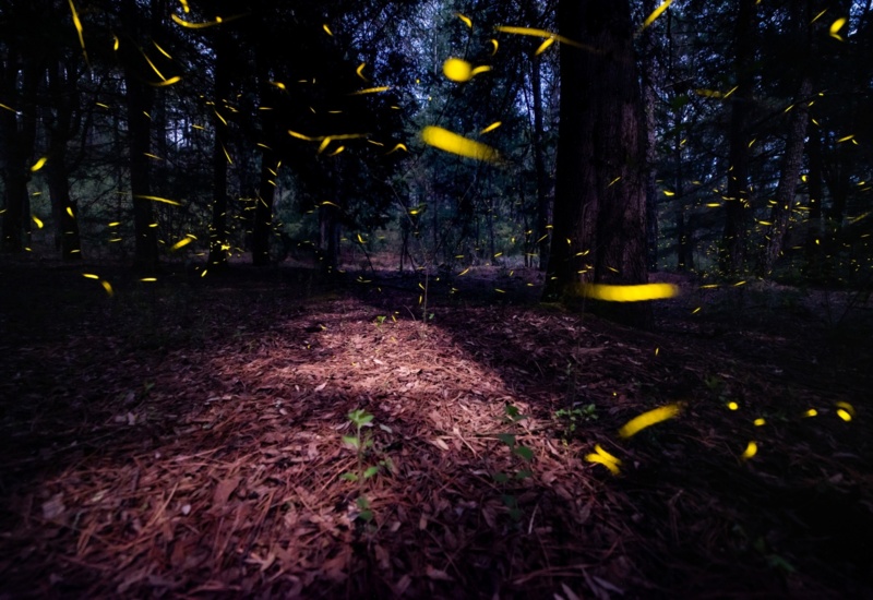 Canto del bosque Santuario de las Luciérnagas, Tlaxcala