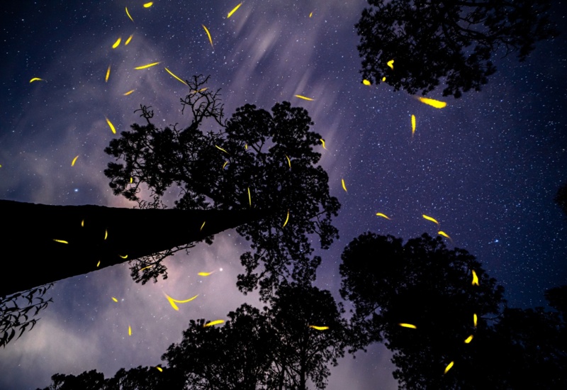 Canto del bosque Santuario de las Luciérnagas, Tlaxcala