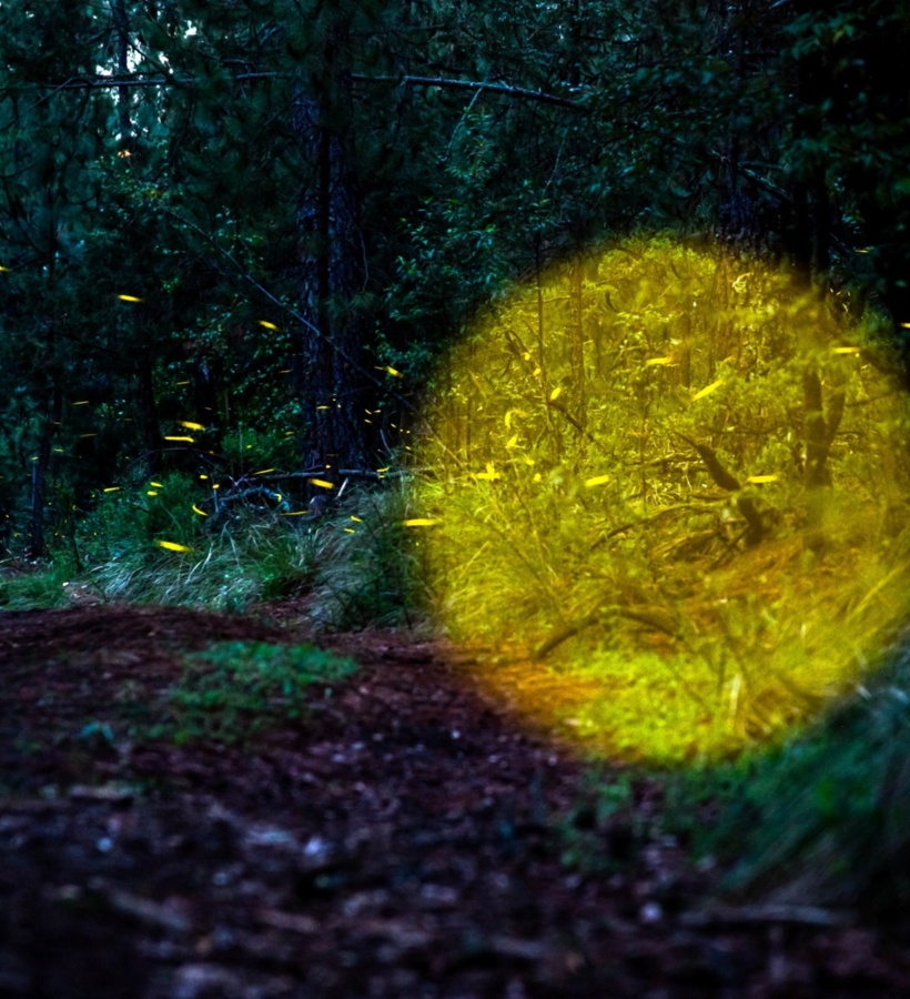 Canto del bosque Santuario de las Luciérnagas, Tlaxcala