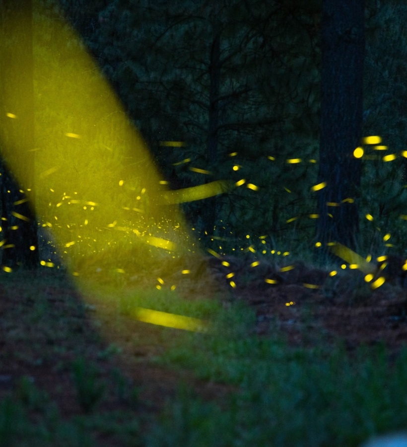 Ecoturismo Tlaxcala Luciernagas