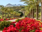 Precioso camino soleado con rosas y palmeras en una boda en Mallorca