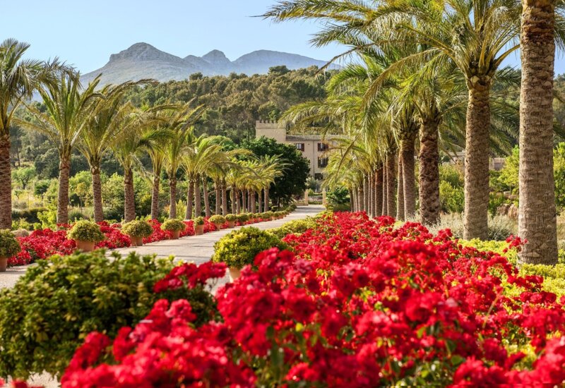 Schöner sonniger Weg mit Rosen und Palmen in einer Hochzeitslocation auf Mallorca