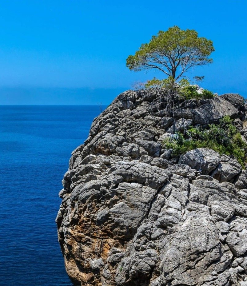 Einsamer Baum auf zerklüftetem Küstenfelsen mit Blick auf ruhiges tiefblaues Meer unter klarem Himmel
