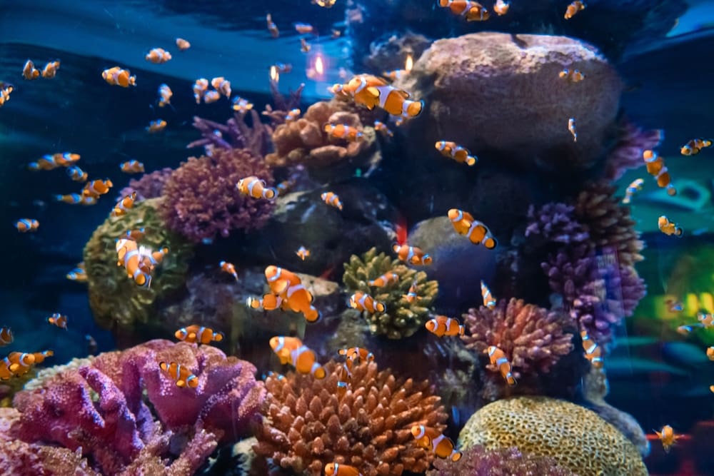 SEA LIFE Bangkok Ocean World at Siam Paragon, one of Southeast Asia's largest aquariums