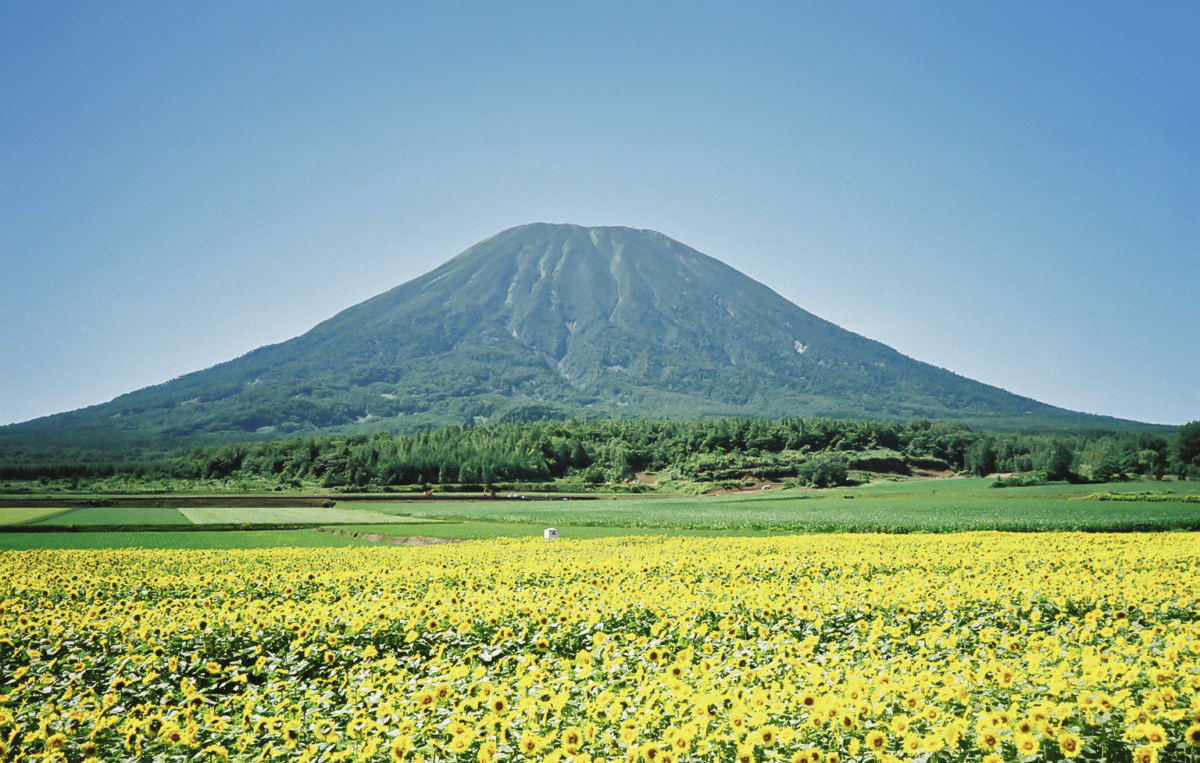 ひまわり畑越しに望む、緑の森に囲まれた均整の取れた火山の山容と澄んだ青空