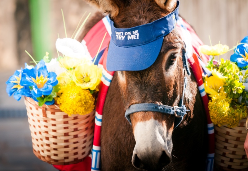 Festive donkey wearing a blue visor and red blanket, carrying wicker baskets filled with bright yellow and blue flowers
