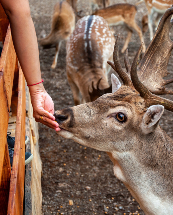 Gość karmi jelenia z dużymi porożami przy płocie na terenie ośrodka z dziką przyrodą