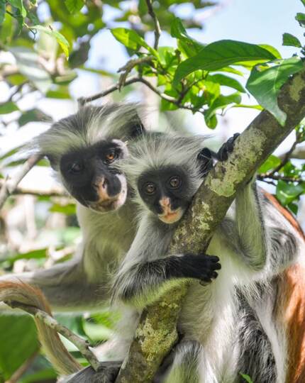 Two colobus monkeys with black and white fur cling to tree branches surrounded by lush green leaves
