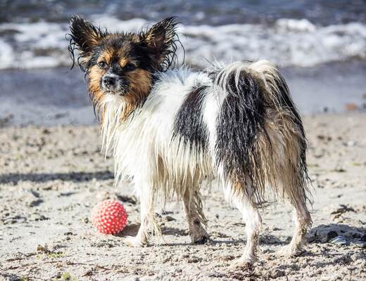 A wet, long-haired small dog standing on a sandy beach next to a red spiky ball, the sea in the background
