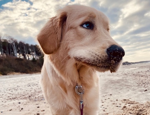 Golden retriever with sandy muzzle on a leash digging in beach sand beneath a cloudy sky