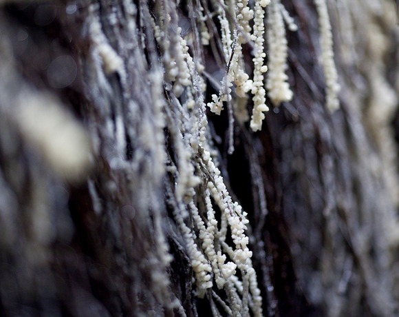 Close-up of delicate hanging twigs covered with white, pearly deposits resembling lichen or mineral crusts