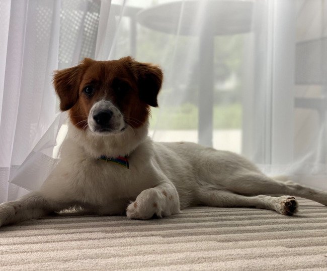 pies w pokoju hotelowym