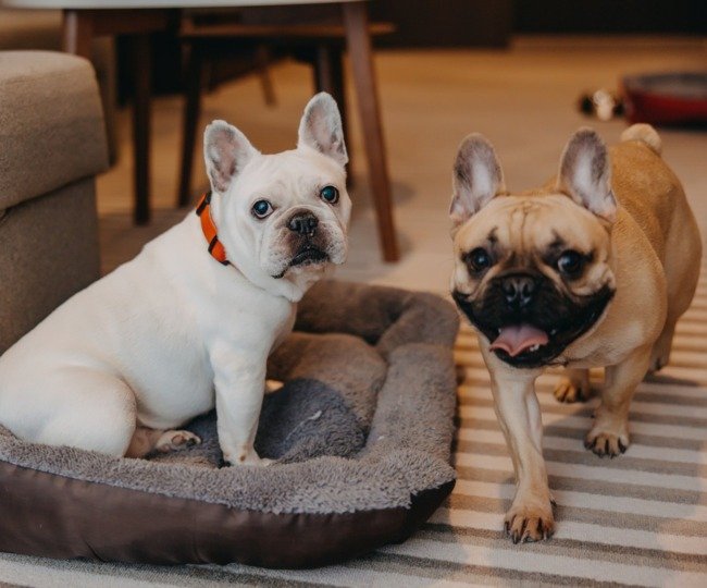 Two dogs in the hotel room