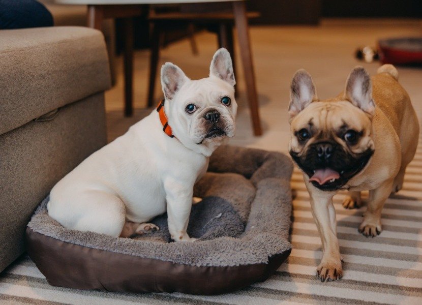 Two dogs in the hotel room