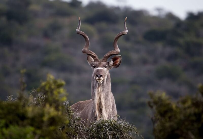 Male greater kudu with tall spiral horns standing in bush, soft-focus wooded hillside in background