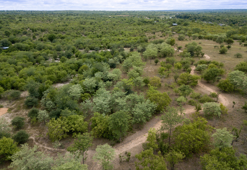 Aerial view of green bushveld with winding dirt safari tracks, ideal for game drives and guided walking safaris from a nearby lodge