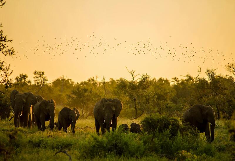Herd of elephants walking through golden savanna at sunset, with a flock of birds above — classic evening safari scene.