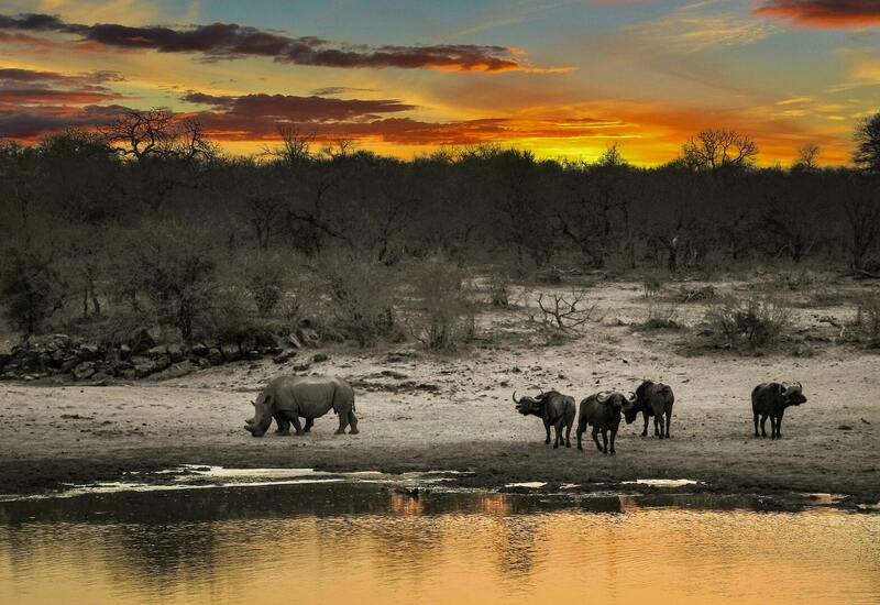 Sunset over a savanna waterhole with a white rhino grazing and a small herd of buffalo reflected in golden water.