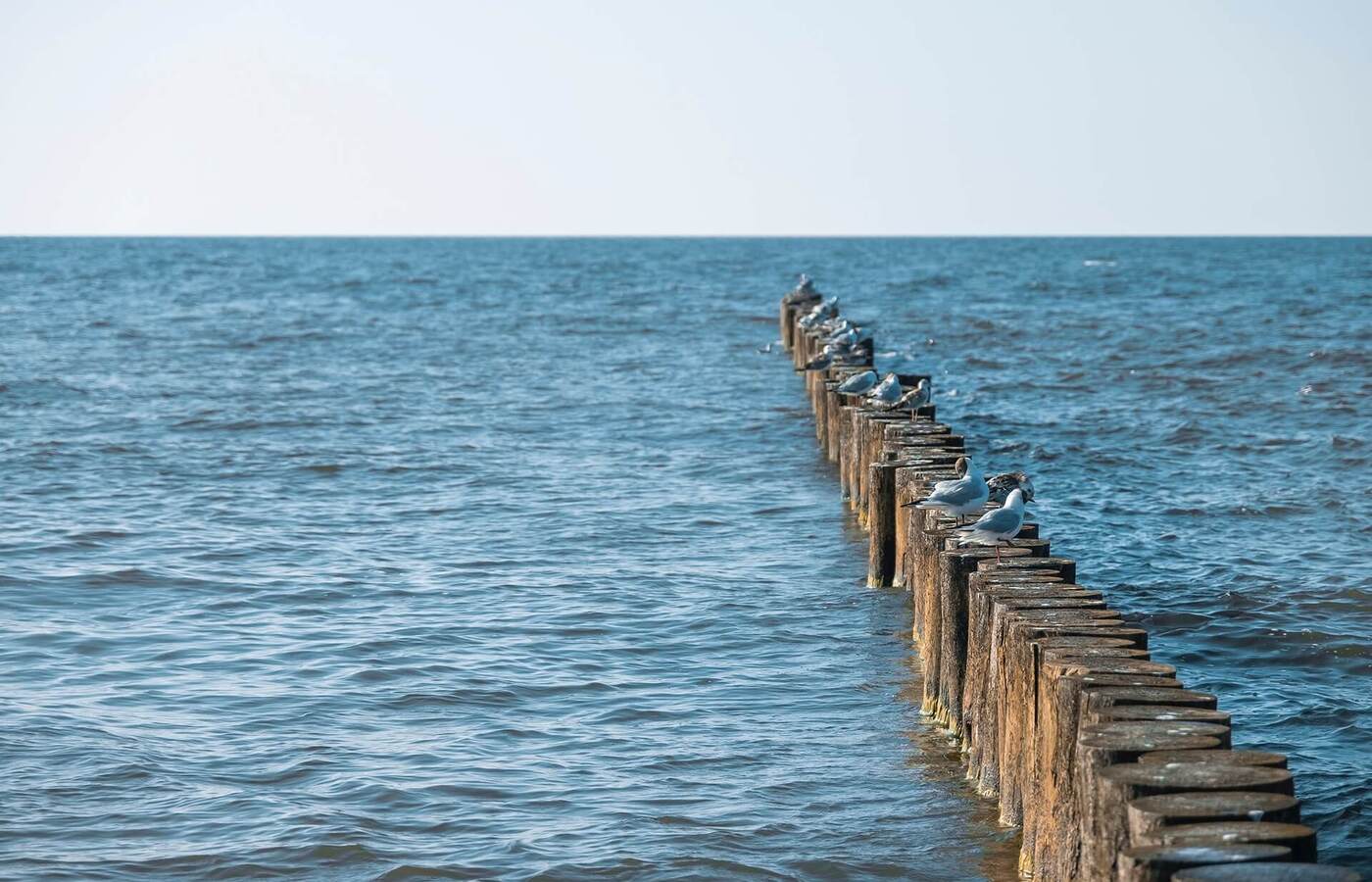 Drewniane pale falochronu w morzu z siedzącymi mewami, spokojny nadmorski widok idealny na spacery i obserwację ptaków