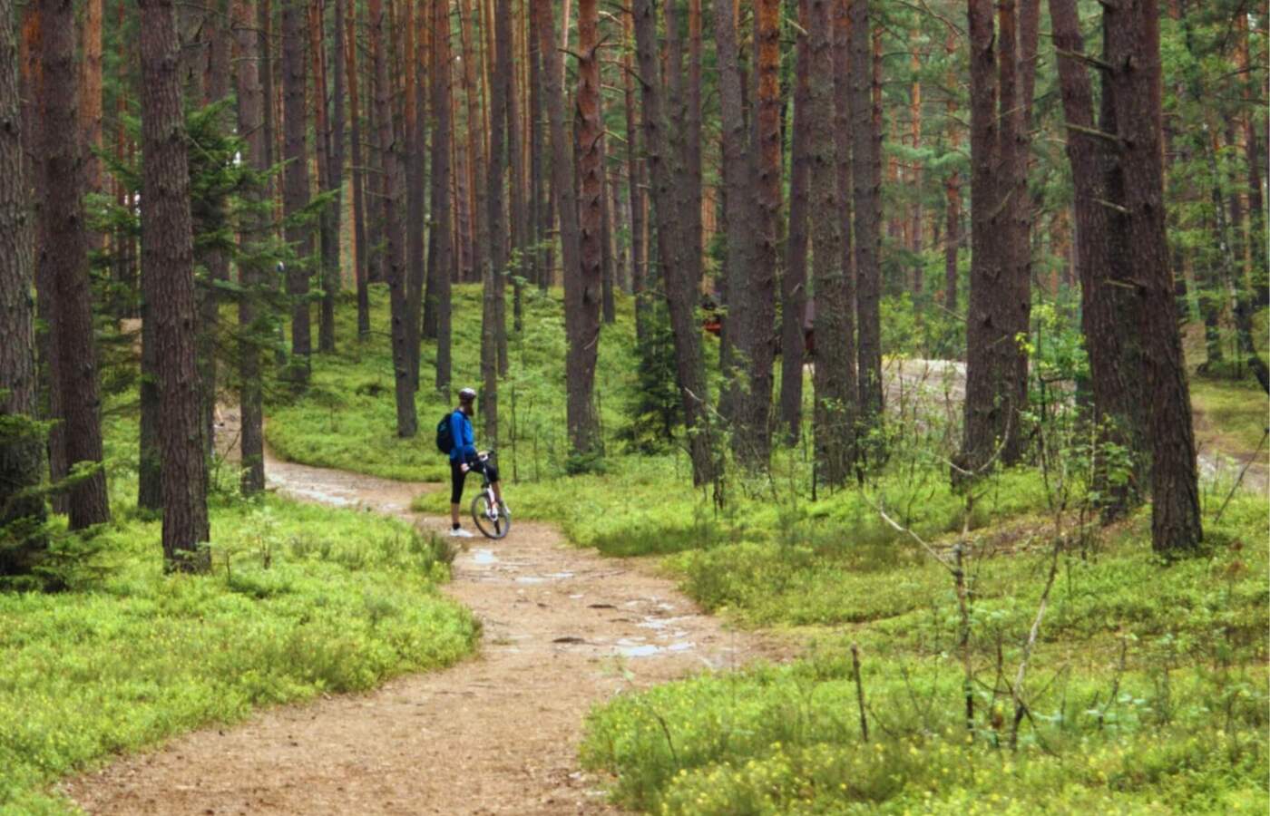 Kręta ścieżka w sosnowym lesie, rowerzysta w niebieskiej kurtce stoi z rowerem, idealna na wycieczki rowerowe.