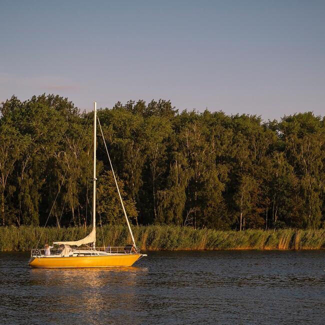 Żółty żaglowiec na spokojnej wodzie o złotej godzinie, zadrzewiona linia brzegowa i trzciny, mewa w locie