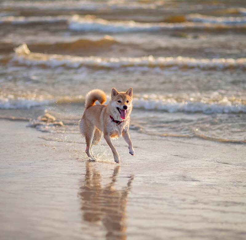 Wesoły pies biegnie przez płytkie fale na słonecznej plaży, woda rozpryskuje się, odbicie na mokrym piasku