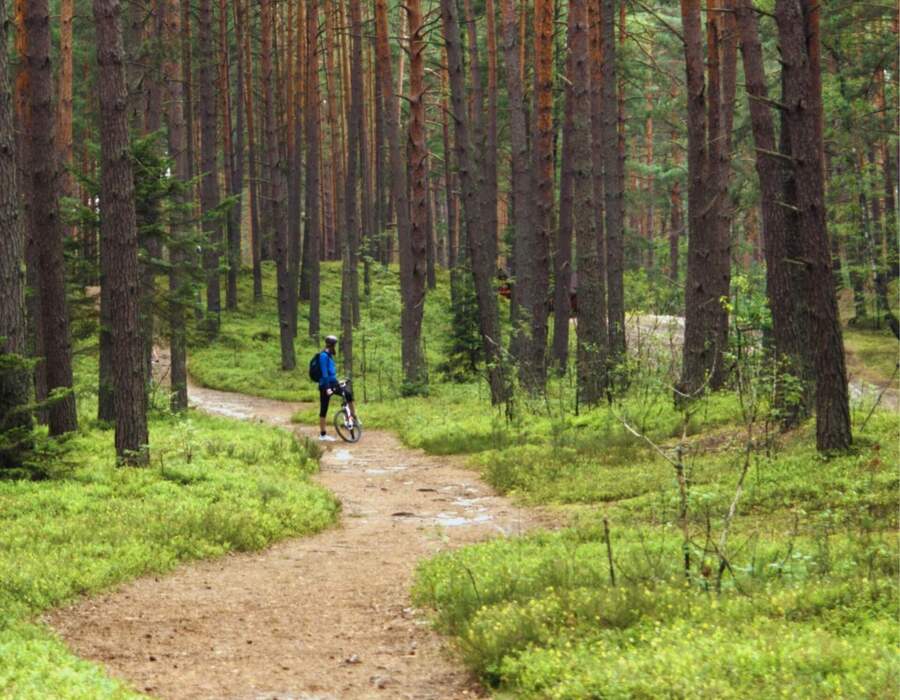 Kręta ścieżka w sosnowym lesie, rowerzysta w niebieskiej kurtce stoi z rowerem, idealna na wycieczki rowerowe.