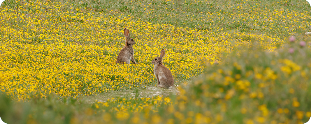 Discover Beatrix Potter Country