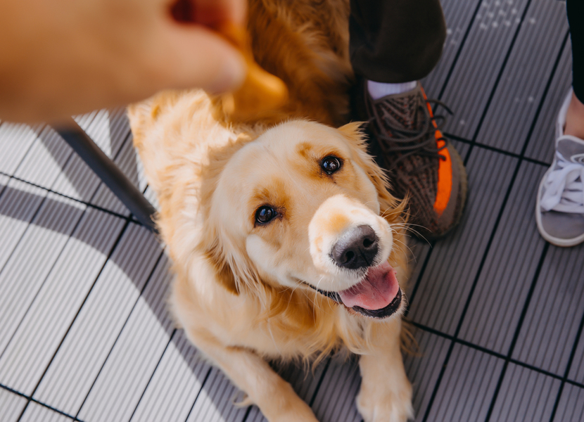 Šťastný zlatý retrívr leží na dlaždicové terase a dívá se na pamlsek, který drží osoba v sportovní obuvi