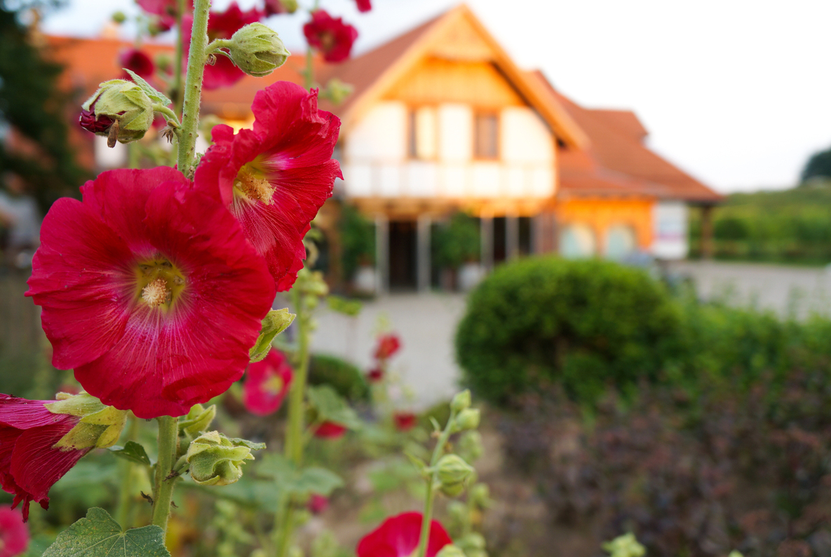 Rote Stockrosen im Vordergrund vor einem sonnenbeschienenen Fachwerk-Gästehaus und gepflegtem Garten