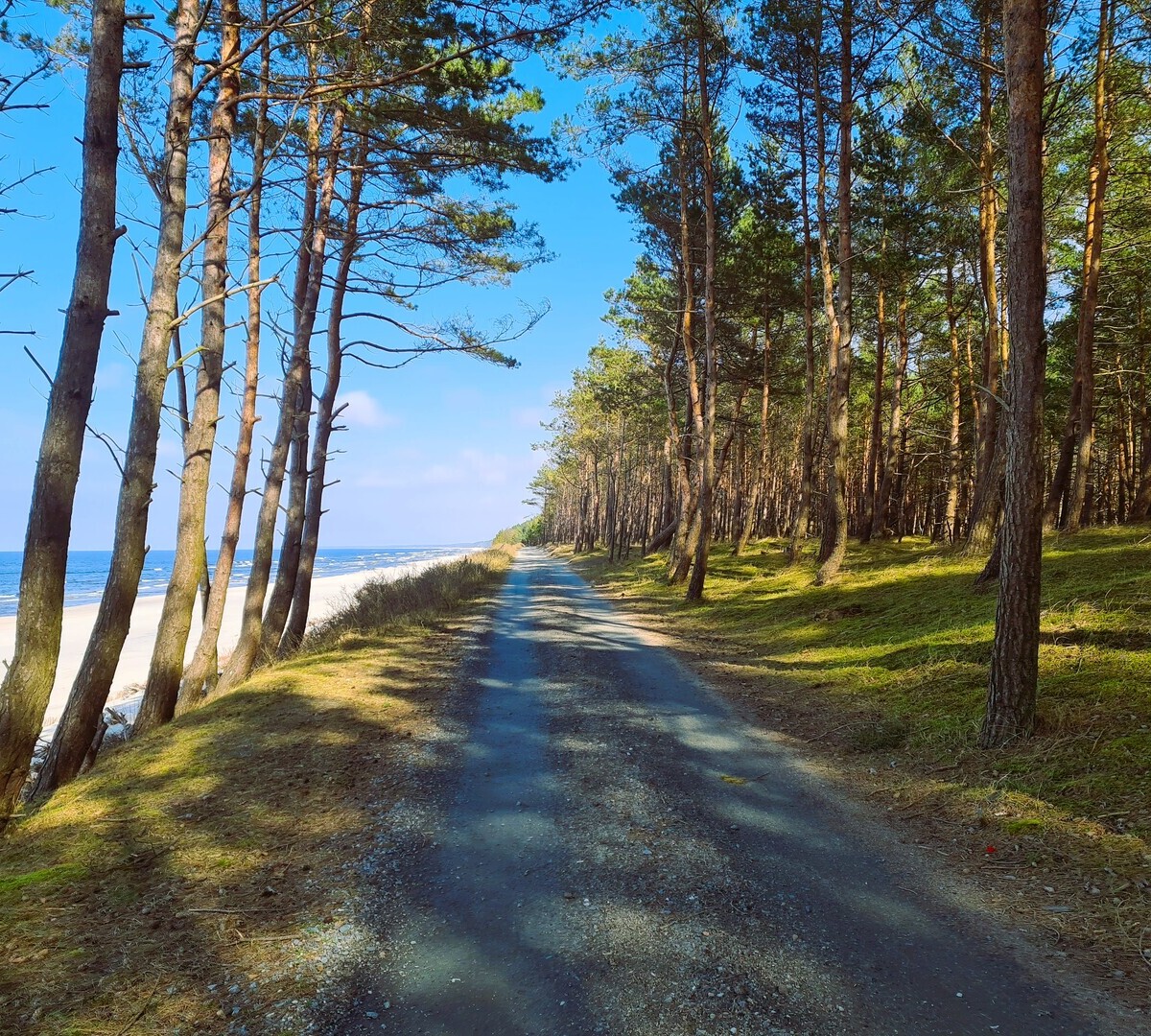 Słoneczna żwirowa ścieżka między sosnowym lasem a piaszczystą plażą, morze po lewej — spokojny nadmorski trakt spacerowy