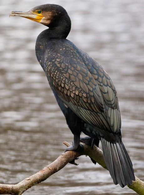 Kormoran siedzący na gałęzi nad spokojną wodą, błyszczące czarne pióra i żółta plama przy dziobie, idealny do obserwacji ptaków.