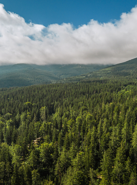 Widok z lotu ptaka na gęsty las iglasty na górach pod niskimi chmurami, idealny na pobyt w górskim pensjonacie i wędrówki.