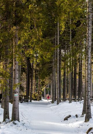 Leśna trasa do narciarstwa biegowego w Karkonoszach.