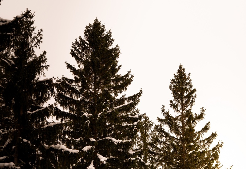 Świerki obsypane śniegiem na tle bladego zimowego nieba z ciepłym blaskiem poranka