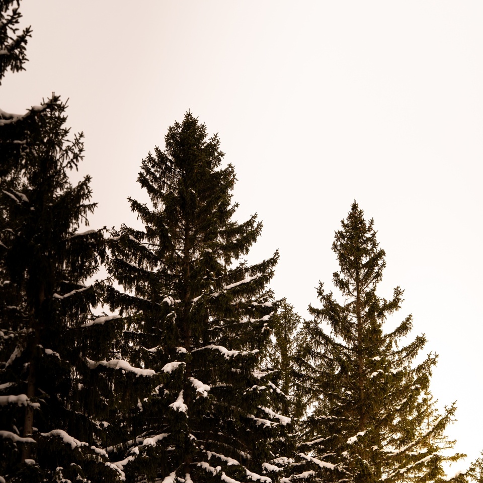 Świerki pokryte śniegiem na tle bladego zimowego nieba, ciepłe złote światło z prawej