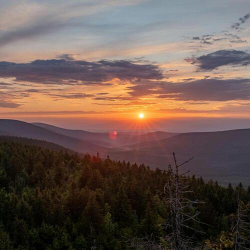 Dichter Kiefernwald bei Sonnenuntergang mit farbenfrohem Himmel und untergehender Sonne über sanften Hügeln.