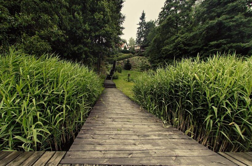 Holzsteg zwischen hohem Schilf, der zu versteckten Häuschen am bewaldeten Hang führt