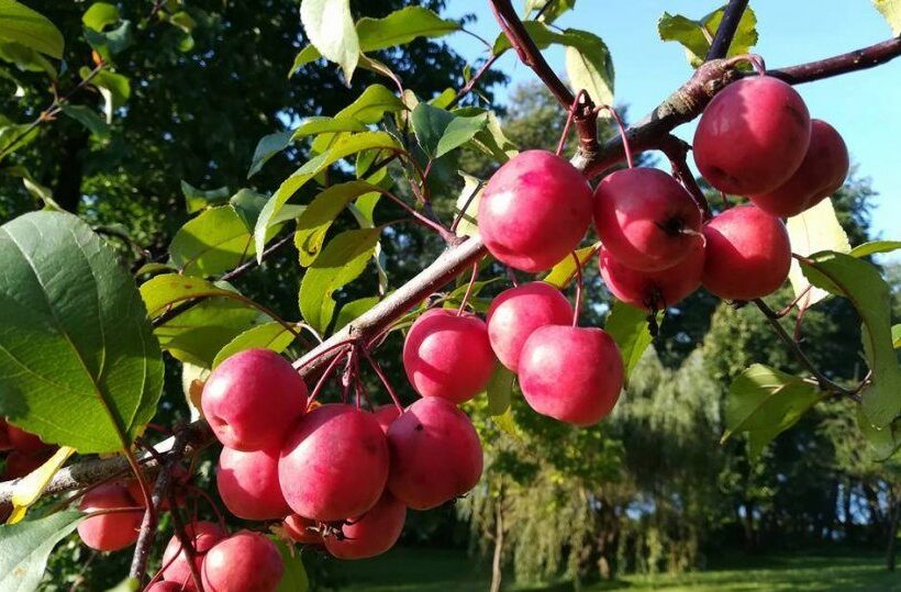 Saftig rote Wildäpfel an einem sonnenbestrahlten Zweig mit glänzenden Blättern, unscharfer Parkhintergrund
