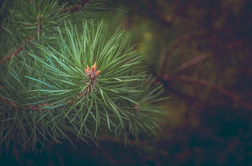 Nahaufnahme grüner Kiefernnadeln mit Knospe an einem Ast vor unscharfem Waldhintergrund