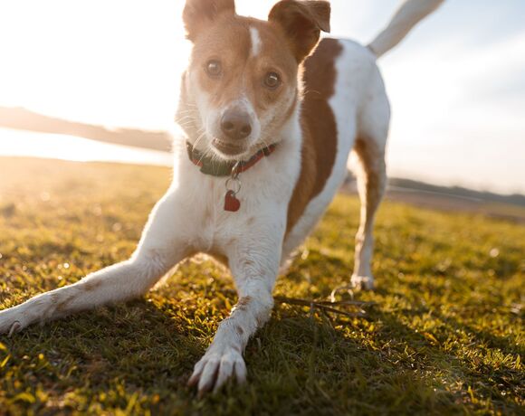 pies w hotelu, który akcepetuje zwierzęta w Krakowie