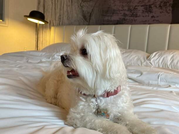 Pokój hotelowy przyjazny zwierzętom w Hotelu Górsko