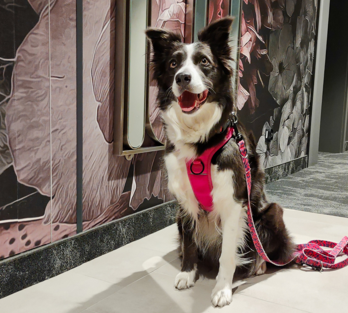 hotel przyjazny zwierzętom