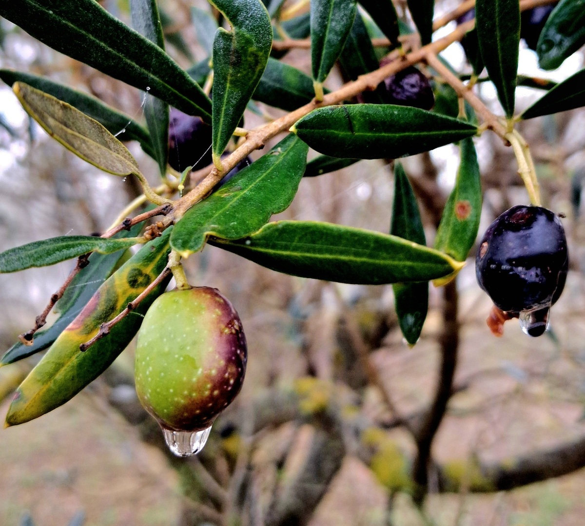 Makroaufnahme eines Olivenzweigs mit reifen grünen und schwarzen Oliven und Wassertropfen an den Blättern