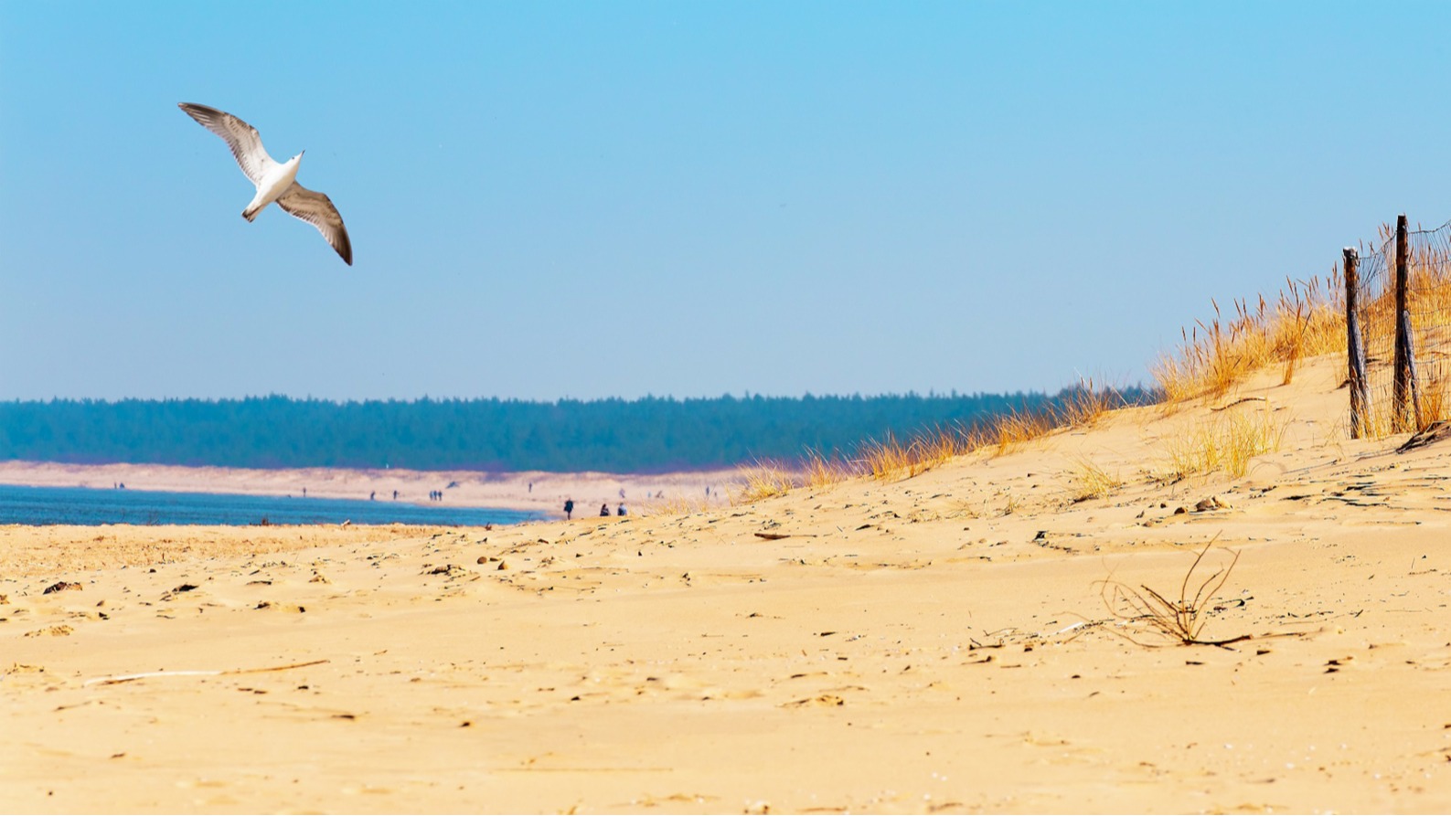 sobieszewska island attractions