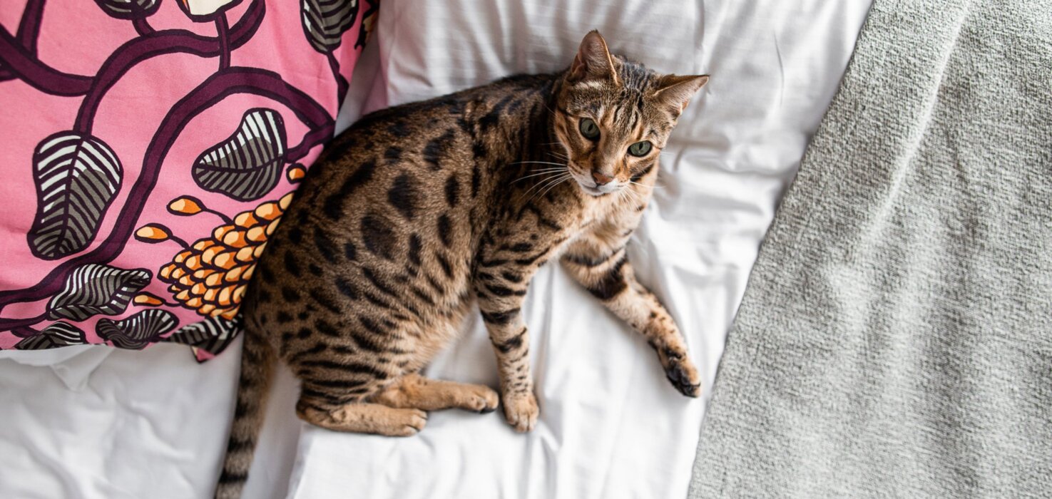 Hotel Helka welcomes your furry friends