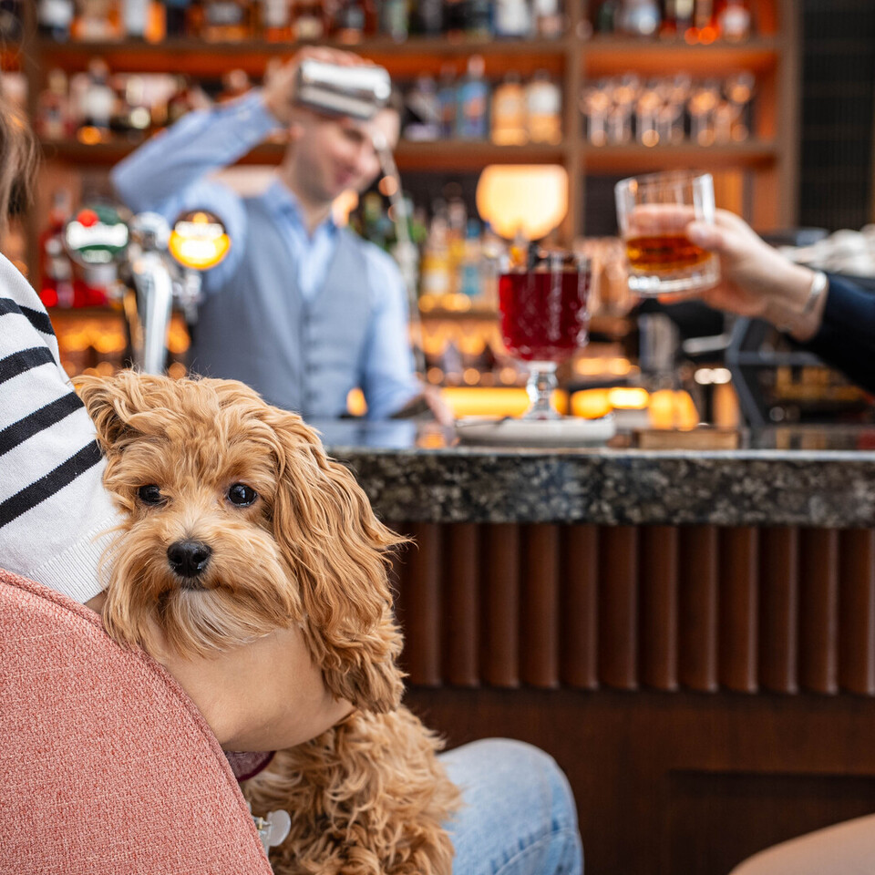 Przytulny hotelowy bar, mały rudy pies na kolanach gościa; barman miesza koktajl przy marmurowym blacie i podświetlonej półce.