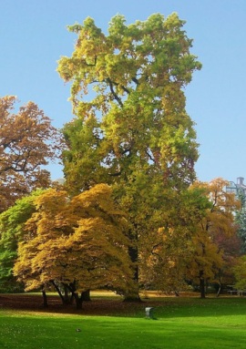 Lush green lawn with towering trees showcasing autumn foliage under a clear blue sky near a hotel estate